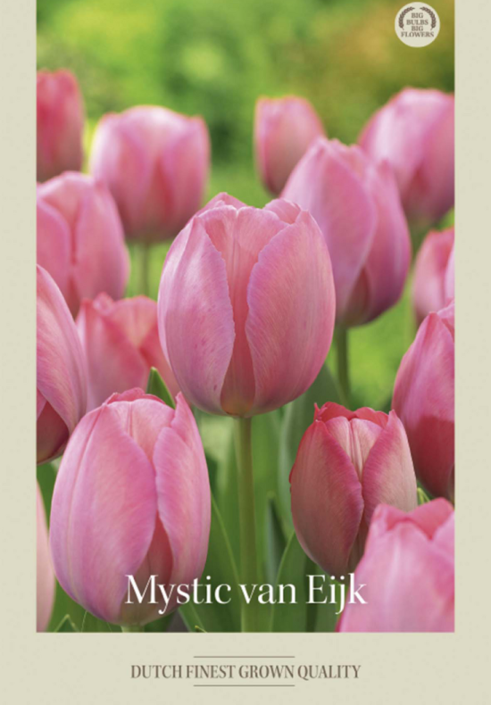 Tulipa Darwin Mystic van Eijk x7 12/+