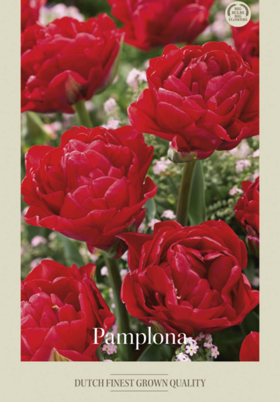 Tulipa Double Late Pamplona x7 12/+