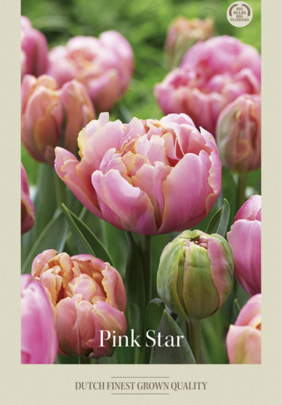 Tulipa Double Late Pink Star x7 12/+