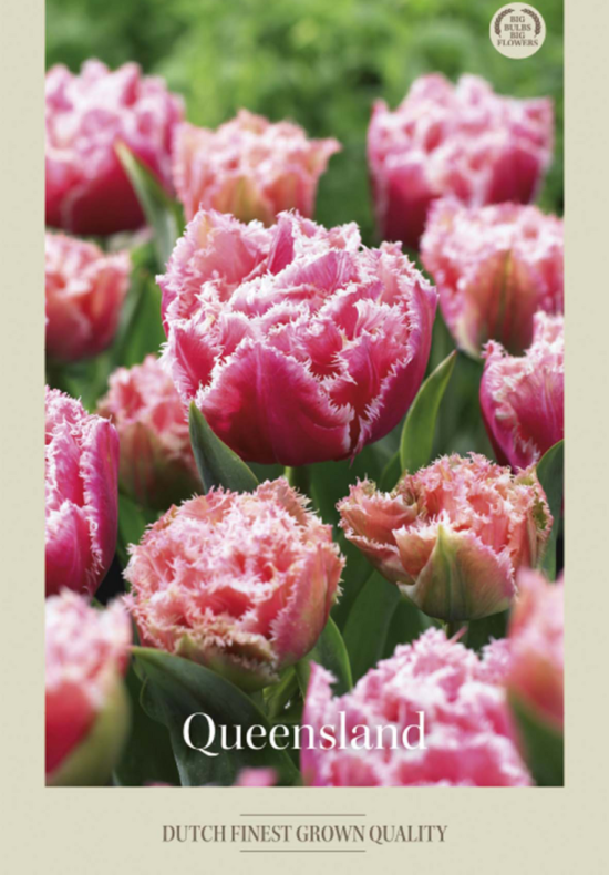 Tulipa Fringed Queensland x7 12/+
