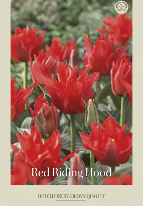 Tulipa Greigi Red Riding Hood x7 12/+