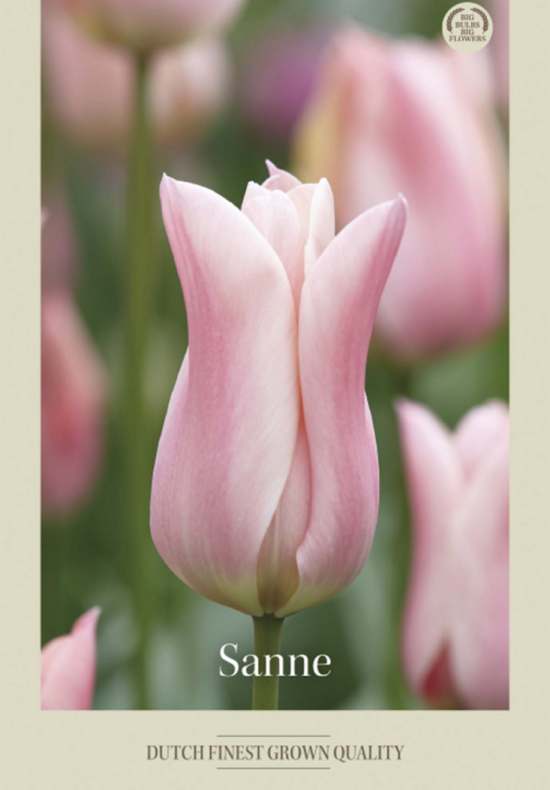 Tulipa Lilyflowering Sanne x7 12/+
