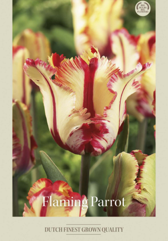 Tulipa Parrot Flaming Parrot x7 12/+