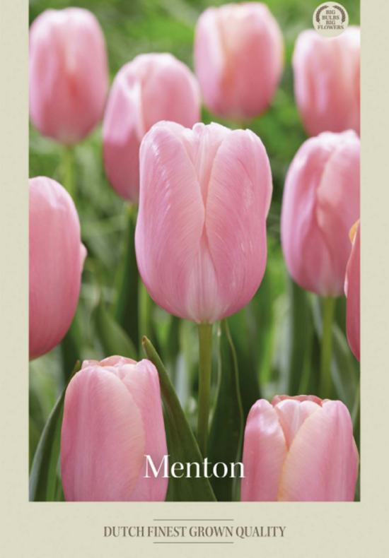 Tulipa Single Late Menton x7 12/+
