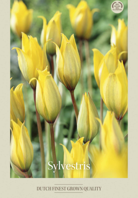 Tulipa Specie Sylvestris x10 6/7