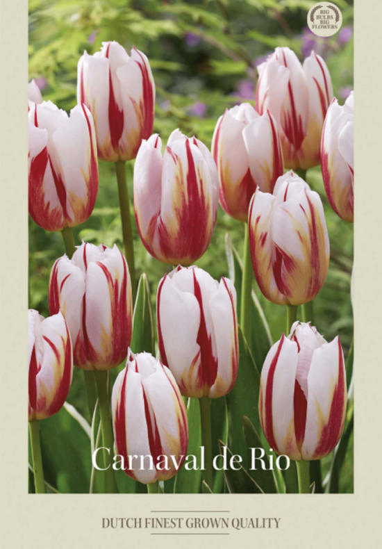 Tulipa Triumph Carnaval de Rio x7 12/+