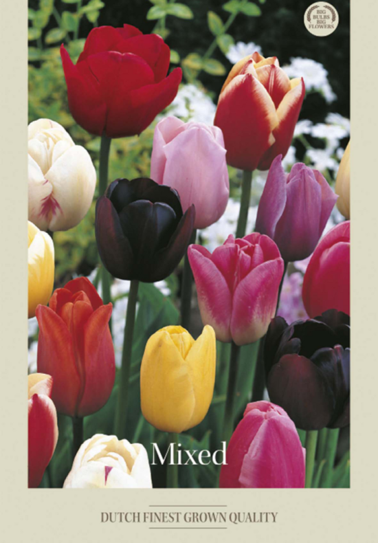 Tulipa Triumph Mixed x10 12/+