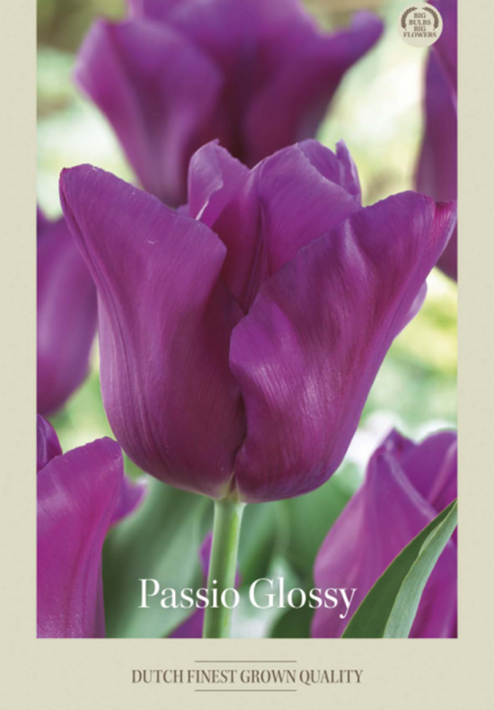Tulipa Triumph Passio Glossy x7 12/+