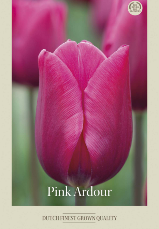 Tulipa Triumph Pink Ardour x7 12/+