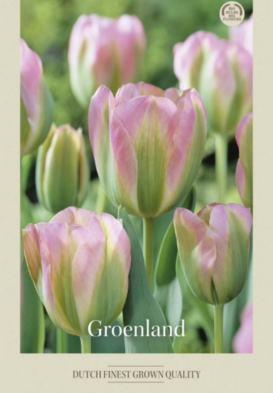Tulipa Viridiflora Groenland x7 12/+