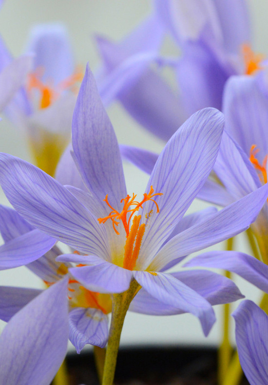 Botanisch Speciosus 7/+