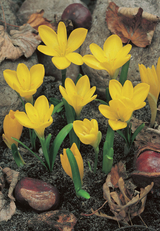 Lutea 15/+