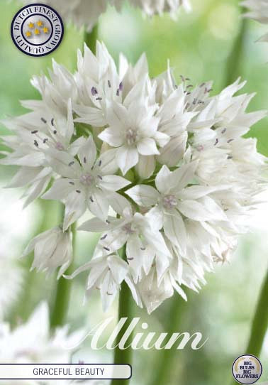 Allium Graceful Beauty x5 6/8