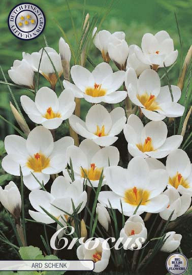 Crocus Chrysanthus Ard Schenk x10 5/6