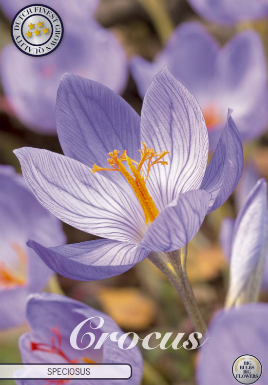 Crocus Speciosus x15 5/6