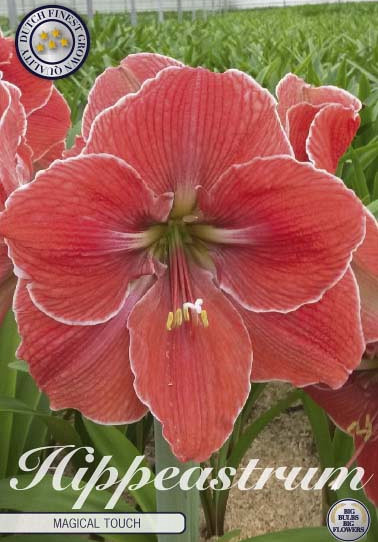 Hippeastrum Magical Touch x1 30/32