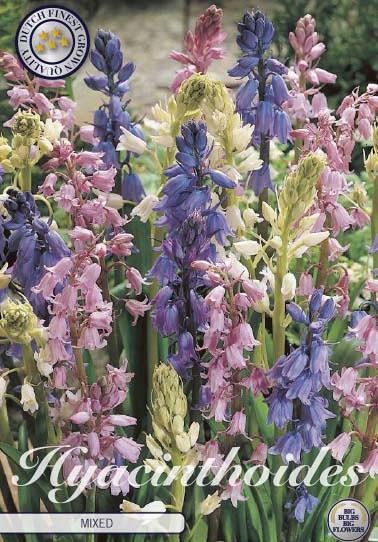 Hyacinthoides Hispanica Mixed x10 8/9