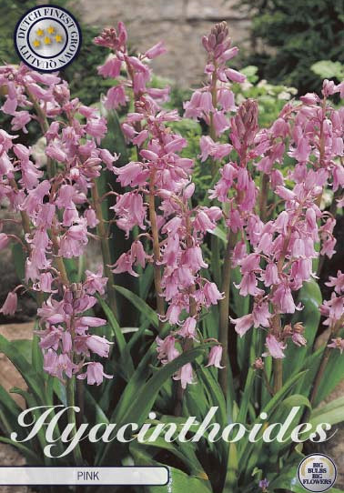 Hyacinthoides Hispanica Pink x10 8/9