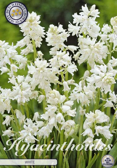 Hyacinthoides Hispanica White x10 8/9