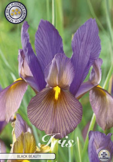 Iris Hollandica Black Beauty x10 8/9