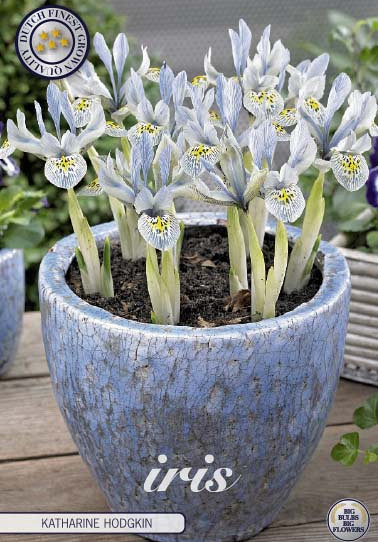 Iris Reticulata Katharina Hodgkin x10 5/6
