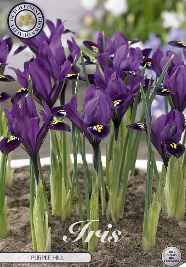 Iris Reticulata Purple Hill x15 5/6