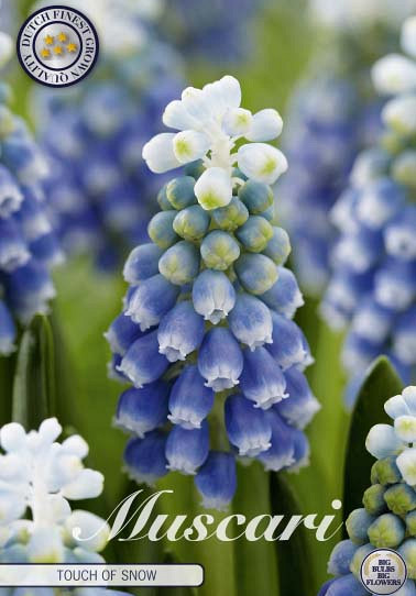 Muscari Touch of Snow x10 8/9
