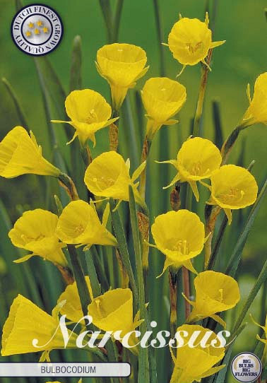 Narcis Botanical Bulboconium x10 8/10