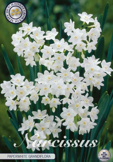 Narcis Botanical Paperwhite Grandiflora x5 16/18