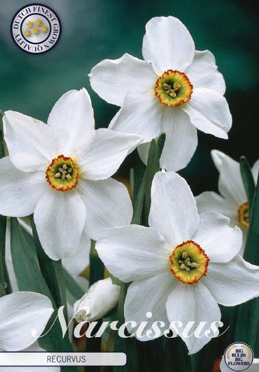 Narcis Botanical Recurvers x5 12/+