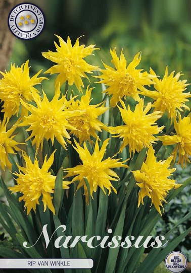 Narcis Botanical Rip van Winkle x7 12/+