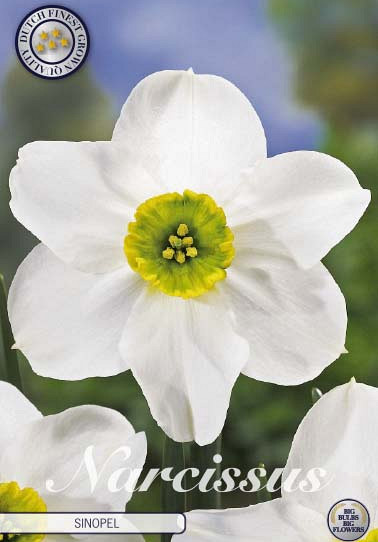 Narcis Botanical Sinopel x 5 12/14