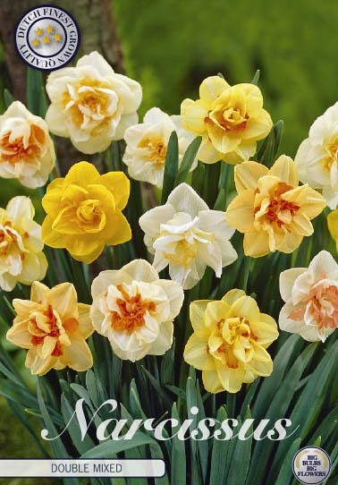 Narcis Double Mixed x6 14/16
