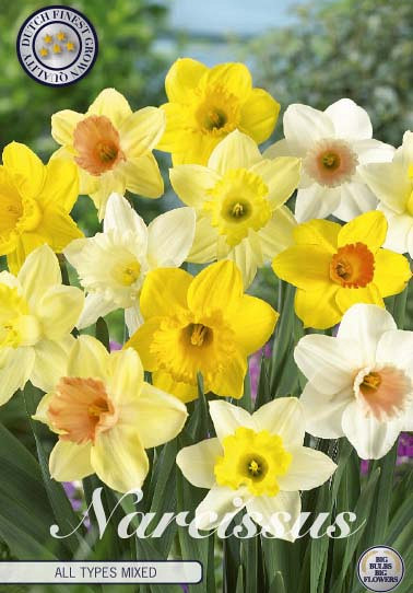 Narcis Trumpet All Types Mixed x6 14/16