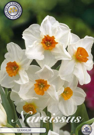 Narcis Trumpet Geranium x5 14/16