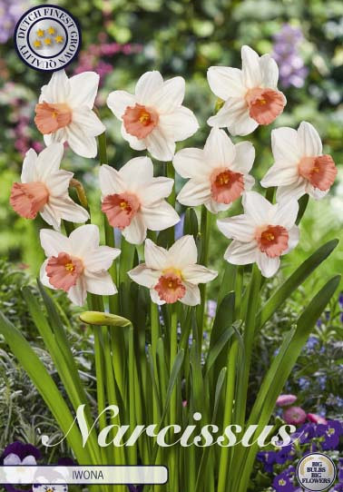 Narcissus Cyclamineus Iwona x5 12/+