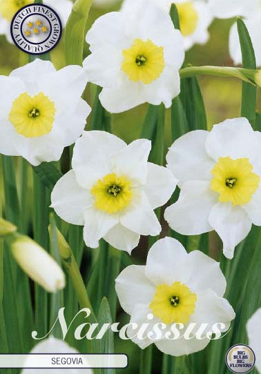 Narcissus Small Cupped Segovia x7 12+