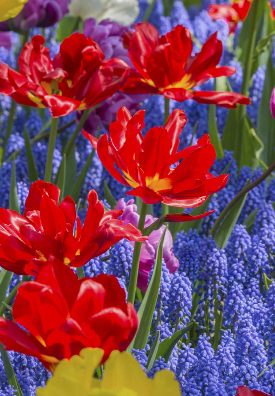 Tulp Double Early Abba x7 12/+