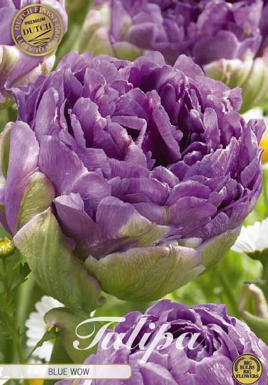 Tulp Double Late Blue Wow x7 12/+