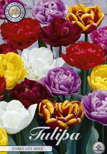 Tulp Double Late Mixed x10 12/+