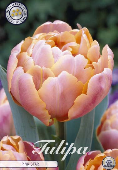 Tulp Double Late Pink Star x7 12/+