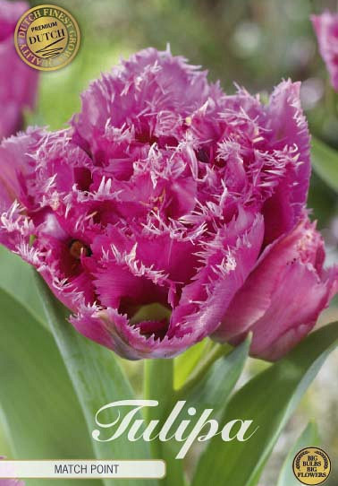 Tulp Fringed Double Matchpoint x7 12/+