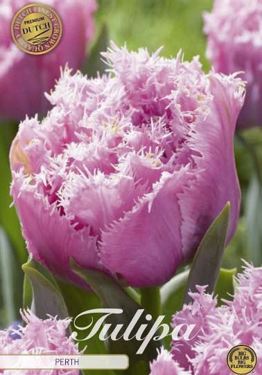 Tulp Fringed Double Perth x7 12/+