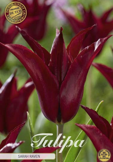 Tulp Lilyflowering Sarah Raven x7 12/+