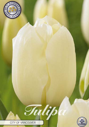 Tulp Single Late City of Vancouver x7 12/+