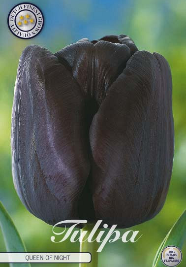 Tulp Single Late Queen of Night x7 12/+