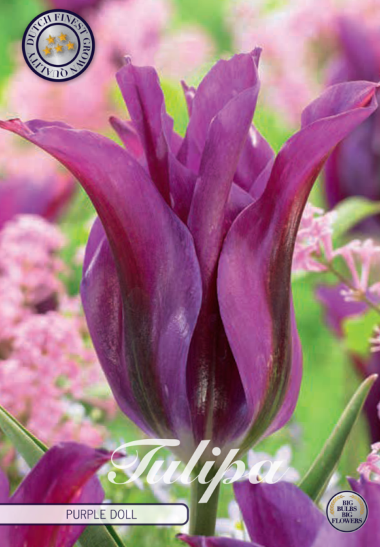 Tulp Viridiflora Purple Doll x7 12+