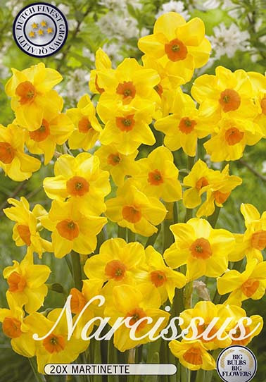 Narcis Botanical Martinette x20 12/14