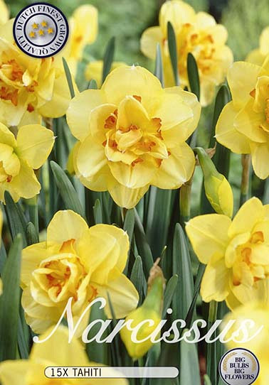 Narcis Double Tahiti x12 14/16