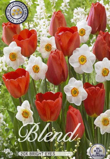 Tulipa/Narcissus Blend Bright Eyes x15 12/+